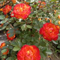 IMG_20250508_101130